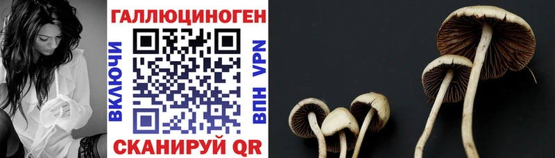 Галлюциногенные грибы мицелий  купить   Новочеркасск 